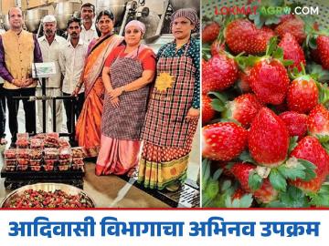 आदिवासी विभागाच्या या उपक्रमातून शेतकऱ्यांच्या स्ट्रॉबेरीला मिळालं हक्काचं मार्केट - Marathi News | Farmers' strawberries got a rightful market through this initiative of the Tribal Department | Latest News at Lokmat.com
