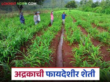 Ginger Farming : धानाच्या मातीत बहरले अद्रक, चंद्रपूरच्या शेतकऱ्याचा यशस्वी प्रयोग, वाचा सविस्तर - Marathi News | Latest news Agriculture News Ginger farming is an alternative to paddy farming by chandrapur farmer | Latest News at Lokmat.com