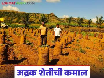 माजी सनदी अधिकाऱ्याने अद्रक पिकात केली कमाल; दीड एकरात घेतले १० लाखांचे उत्पन्न - Marathi News | Former chartered officer excels in ginger cultivation; earns Rs 10 lakhs in income from one and a half acres | Latest success-story News at Lokmat.com