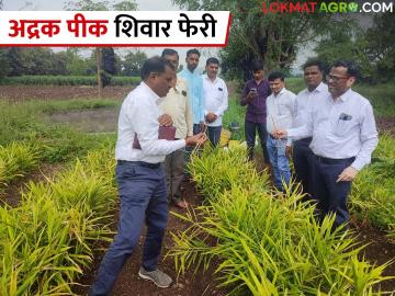 Agriculture News : अद्रक पिकातील कंदकुज, मुळकुज नियंत्रणासाठी कृषी विभागाची शिवार फेरी, वाचा सविस्तर  - Marathi News | Latest News Agriculture News Shiwar feri of Agriculture Department to control Kandaku, Mulkuz in ginger crop, read in detail  | Latest News at Lokmat.com