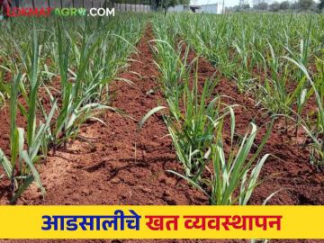 Sugarcane Fertilizer Schedule : आडसाली उसात कशी द्याल खते पहा सविस्तर वेळापत्रक - Marathi News | Sugarcane Fertilizer Schedule : How to apply fertilizers in sugarcane see detailed schedule | Latest News at Lokmat.com Sugarcane Fertilizer Schedule : आडसाली उसात कशी द्याल खते पहा सविस्तर वेळापत्रक - Marathi News | Sugarcane Fertilizer Schedule : How to apply fertilizers in sugarcane see detailed schedule | Latest News at Lokmat.com