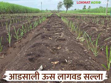 आडसाली ऊस लागवड करताय? कसे कराल नियोजन? वाचा सविस्तर - Marathi News | Are you planting sugarcane in Adsali? How will you plan? Read in detail | Latest News at Lokmat.com