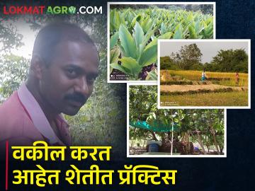 अॅड. सावंत यांनी वकिलीसोबतच जपली शेतीची आवड - Marathi News | Adv. Along with advocacy, Sawant maintained his interest in agriculture | Latest News at Lokmat.com