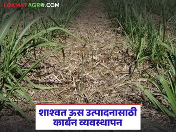 Sugarcane : ऊसामधील कार्बन व्यवस्थापन शास्त्रशुद्ध पद्धतीने कसे करावे? - Marathi News | Sugarcane : Carbon Management in Sugarcane | Latest agriculture News at Lokmat.com