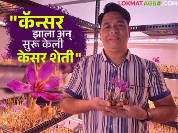 Saffron Farming : कॅन्सर झाल्यावर व्यवसाय थांबवला अन् घराच्या छतावर सुरू केली यशस्वी 'केसर शेती'! - Marathi News | Saffron Farming Stopped business after cancer and started successful saffron farming in Pune! | Latest agriculture News at Lokmat.com