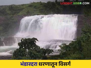 Bhandardara Dam : धरणक्षेत्रात पाऊस! भंडारदरा धरणातून पाण्याचा विसर्ग, निळवंडे धरणातूनही पाणी सोडले - Marathi News | Bhandardara Dam: Rain in the dam area! Release of water from Bhandardara Dam, | Latest agriculture News at Lokmat.com