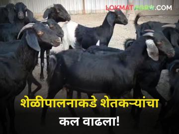 दूध व्यवसाय परवडेना; पशुपालकांचा शेळीपालनाकडे वाढला कल - Marathi News | maharashtra agriculture farmer milk producer turn to goat farming more benifits | Latest agriculture News at Lokmat.com दूध व्यवसाय परवडेना; पशुपालकांचा शेळीपालनाकडे वाढला कल - Marathi News | maharashtra agriculture farmer milk producer turn to goat farming more benifits | Latest agriculture News at Lokmat.com