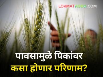महाराष्ट्रभर रिमझिम पाऊस! पिकांवर कसा होणार परिणाम? - Marathi News | farmer rain across Maharashtra What will be the effect on the crops | Latest agriculture News at Lokmat.com