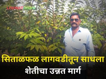 सिताफळ लागवडीतून दुसऱ्याच वर्षी अडीच लाखांचे उत्पन्न - Marathi News | agriculture maharashtra farmer horticulture custard apple cultivation second year 2 lakh success story | Latest agriculture News at Lokmat.com