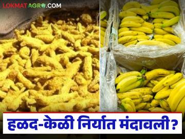 Agri Market Export : आखाती तणावाचा फटका; हळद-केळी निर्यात थांबली का? वाचा सविस्तर - Marathi News | latest news Agri Market Export: Gulf tensions hit; Have turmeric-banana exports stopped? Read in detail | Latest News at Lokmat.com
