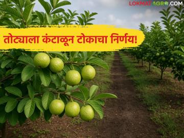 Agriculture crisis : तोट्याला कंटाळून टोकाचा निर्णय; शेतकऱ्याने सहा एकर पेरू बाग उद्ध्वस्त केली - Marathi News | latest news Agriculture crisis: Tired of losses, extreme decision; Farmer destroys six acres of Peru orchard | Latest News at Lokmat.com Agriculture crisis : तोट्याला कंटाळून टोकाचा निर्णय; शेतकऱ्याने सहा एकर पेरू बाग उद्ध्वस्त केली - Marathi News | latest news Agriculture crisis: Tired of losses, extreme decision; Farmer destroys six acres of Peru orchard | Latest News at Lokmat.com