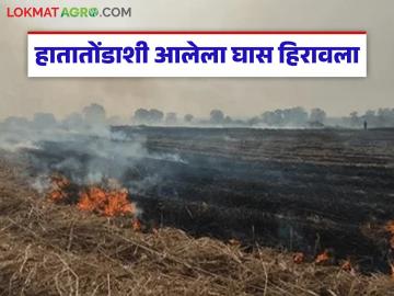 Agriculture News : शेतकऱ्यांनो, सावध राहा; 'ही' आग हिरावतेय हातातोंडाशी आलेला घास! - Marathi News | latest news Agriculture News: Farmers, be careful; 'This' fire is taking away the grass that is in your hands! | Latest News at Lokmat.com