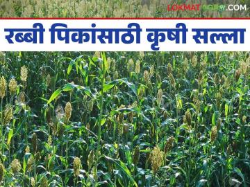 Agro Advisory : बदलत्या हवामानात रब्बी पिकांसाठी कृषी सल्ला वाचा सविस्तर - Marathi News | Agro Advisory: Read detailed agricultural advisory for Rabi crops in changing climate | Latest News at Lokmat.com