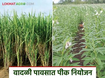 Krushi Salla: वादळी वाऱ्यात पिकांचे कसे करावे नियोजन वाचा कृषी सल्ला सविस्तर - Marathi News | Krushi Salla: latest news Read detailed agricultural advice on how to plan crops during storms | Latest News at Lokmat.com Krushi Salla: वादळी वाऱ्यात पिकांचे कसे करावे नियोजन वाचा कृषी सल्ला सविस्तर - Marathi News | Krushi Salla: latest news Read detailed agricultural advice on how to plan crops during storms | Latest News at Lokmat.com