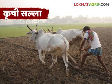 Krushi Salla : मराठवाड्यातील शेतकऱ्यांसाठी बदलत्या हवामानात महत्त्वाचा सल्ला वाचा सविस्तर - Marathi News | latest news Krushi Salla: Important advice for farmers in Marathwada in changing climate Read in detail | Latest News at Lokmat.com