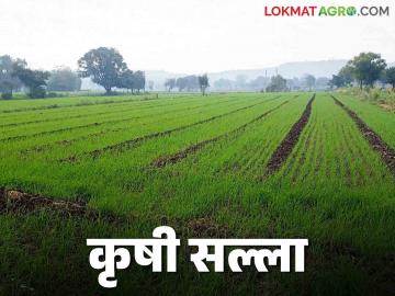 Agro Advisory : मराठवाडा कृषी विद्यापीठाने दिल्या आहेत 'या' शिफारशी वाचा सविस्तर - Marathi News | Agro Advisory: Marathwada University has given 'these' recommendations, read in detail | Latest News at Lokmat.com