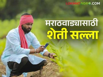 Agro Advisory : शेतकऱ्यांनो! अशी घ्या पिकांची काळजी; कृषी सल्ला वाचा सविस्तर - Marathi News | Agro Advisory: Farmers! Take care of your crops like this; Read the agricultural advisory in detail | Latest News at Lokmat.com