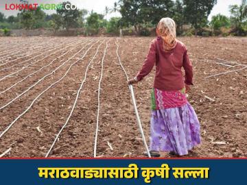 Agro Advisory : मराठवाड्यासाठी हवामान आधारित कृषी सल्ला वाचा सविस्तर - Marathi News | Agro Advisory : Read Weather Based Agriculture Advisory for Marathwada farmers | Latest News at Lokmat.com Agro Advisory : मराठवाड्यासाठी हवामान आधारित कृषी सल्ला वाचा सविस्तर - Marathi News | Agro Advisory : Read Weather Based Agriculture Advisory for Marathwada farmers | Latest News at Lokmat.com