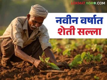 Agro Advisory : नव्या वर्षात रब्बी पिकांसाठी हवामान आधारित कृषी सल्ला वाचा सविस्तर - Marathi News | Agro Advisory: Read detailed weather-based agricultural advisory for Rabi crops in the new year | Latest News at Lokmat.com
