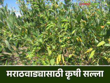Agro Advisory : बदलत्या हवामानात असे करा पिकांचे नियोजन - Marathi News | Agro Advisory: Plan your crops like this in changing weather conditions | Latest News at Lokmat.com Agro Advisory : बदलत्या हवामानात असे करा पिकांचे नियोजन - Marathi News | Agro Advisory: Plan your crops like this in changing weather conditions | Latest News at Lokmat.com