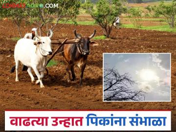 krushi salla : कमाल तापमान वाढीमुळे पिकांचे असे करा नियोजन वाचा कृषी सल्ला सविस्तर - Marathi News | krushi salla: Plan your crops like this due to the increase in maximum temperatures, read detailed agricultural advice | Latest News at Lokmat.com krushi salla : कमाल तापमान वाढीमुळे पिकांचे असे करा नियोजन वाचा कृषी सल्ला सविस्तर - Marathi News | krushi salla: Plan your crops like this due to the increase in maximum temperatures, read detailed agricultural advice | Latest News at Lokmat.com