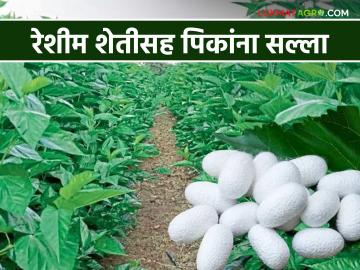 Agro Advisory : रेशीम शेतीसह पिकांना विद्यापीठाने काय दिला सल्ला ते वाचा सविस्तर - Marathi News | Agro Advisory: Read in detail what advice the university gave for crops including sericulture | Latest News at Lokmat.com