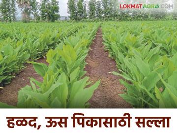 agro advisory : ऊस, हळद पिकासाठी विद्यापीठाने जारी केला कृषी सल्ला वाचा सविस्तर - Marathi News | agro advisory: University issues agricultural advisory for sugarcane, turmeric crops, read in detail | Latest News at Lokmat.com
