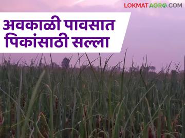 Agro Advisory : शेतकऱ्यांनो बदलत्या हवामानात पिकांसाठी करा 'या' उपायायोजना - Marathi News | Agro Advisory: Farmers, plan these measures for crops in changing climate | Latest News at Lokmat.com