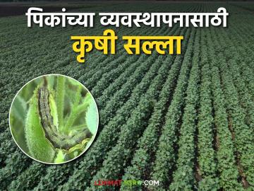 Agro Advisory : बदलत्या हवामानानुसार पिकांचे नियोजन करा; कृषी सल्ला वाचा सविस्तर - Marathi News | Agro Advisory: Plan crops according to changing weather; Read agricultural advisory in detail | Latest News at Lokmat.com