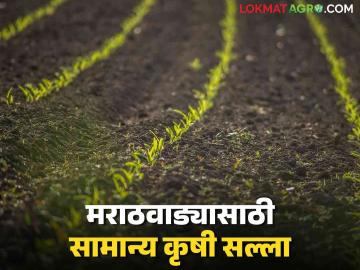 Agro Advisory : ढगाळ हवामानात असे करा पिकांचे नियोजन वाचा सविस्तर - Marathi News | Agro Advisory : Do this in cloudy weather crop planning Read detailed | Latest News at Lokmat.com