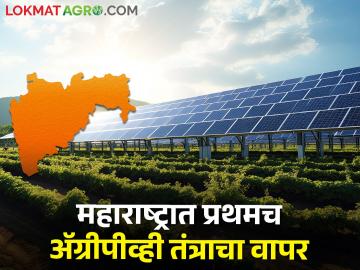सौर उर्जेतुन वीज निर्मिती सोबत पिकांची लागवड शक्य.. आलं हे नवीन तंत्रज्ञान - Marathi News | It is possible to cultivate crops along with generating electricity from solar energy.. This is a new technology | Latest News at Lokmat.com सौर उर्जेतुन वीज निर्मिती सोबत पिकांची लागवड शक्य.. आलं हे नवीन तंत्रज्ञान - Marathi News | It is possible to cultivate crops along with generating electricity from solar energy.. This is a new technology | Latest News at Lokmat.com