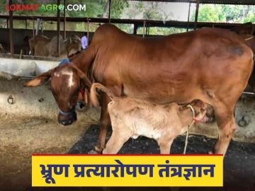 IVF technology in cow : भ्रूण प्रत्यारोपणाद्वारे जातिवंत जनावरांचा होणार जन्म - Marathi News | IVF technology in cow : Breeding animals will be born through embryo transplantation | Latest News at Lokmat.com