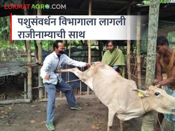 पशुसंवर्धन विभागात नैराश्य का वाढतंय; लवकरच करा उपाययोजना - Marathi News | Why depression is increasing in animal husbandry department; Take action soon | Latest News at Lokmat.com