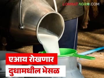 Milk Adulteration : आता एआय रोखणार दुधामधील भेसळ, काय आहे हे तंत्रज्ञान, जाणून घ्या सविस्तर  - Marathi News | Latest news Now AI will prevent adulteration in milk, what is this technology, know in detail | Latest agri-business News at Lokmat.com