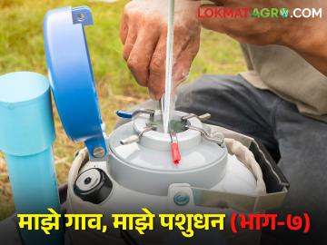 पशुपालकांनो वर्षाला एक वेत व्हायलाच पाहिजे ना.. मग हे करा - Marathi News | livestock rearer farmers There must be one production cycle in a year, so do this | Latest News at Lokmat.com