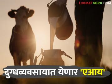 AI in Dairy : शेतीप्रमाणेच दुग्ध व्यवसायातही येणार आता 'एआय' तंत्रज्ञान; कसा होईल फायदा? - Marathi News | AI in Dairy : Just like agriculture, AI technology will now be introduced in the dairy industry; how will it benefit? | Latest News at Lokmat.com AI in Dairy : शेतीप्रमाणेच दुग्ध व्यवसायातही येणार आता 'एआय' तंत्रज्ञान; कसा होईल फायदा? - Marathi News | AI in Dairy : Just like agriculture, AI technology will now be introduced in the dairy industry; how will it benefit? | Latest News at Lokmat.com