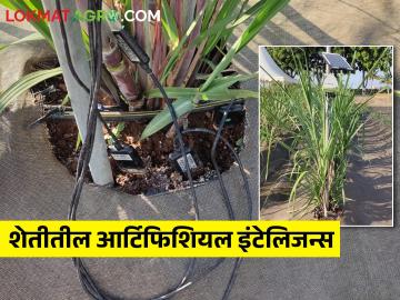 उसाच्या पिकात आर्टिफिशीयल इंटेलिजन्स कसे काम करते? - Marathi News | How does artificial intelligence work in sugarcane? | Latest News at Lokmat.com उसाच्या पिकात आर्टिफिशीयल इंटेलिजन्स कसे काम करते? - Marathi News | How does artificial intelligence work in sugarcane? | Latest News at Lokmat.com