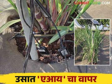 AI in Sugarcane : एआय आधारित ऊस शेती हा प्रयोग शेतकऱ्यांसाठी ठरू शकतो गेमचेंजर - Marathi News | AI in Sugarcane : Experimentation with AI based sugarcane farming can be a game changer for farmers | Latest News at Lokmat.com