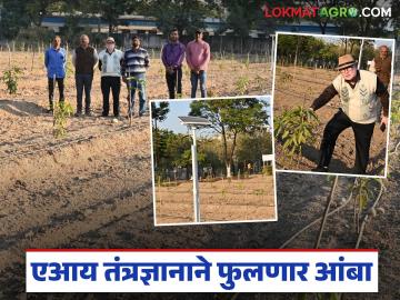 AI Mango Farming : 'फळांचा राजा' झाला स्मार्ट; एआयमुळे आंबा शेतीत क्रांती वाचा सविस्तर AI Mango Farming : 'फळांचा राजा' झाला स्मार्ट; एआयमुळे आंबा शेतीत क्रांती वाचा सविस्तर
