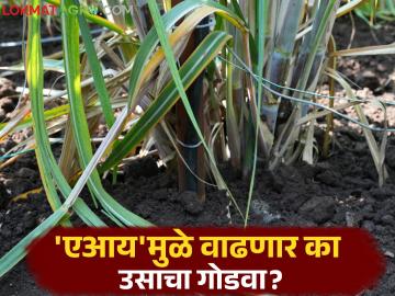 सातारा जिल्ह्यातील या गावात १०० हेक्टरवर होणार 'एआय' द्वारे ऊस शेती; वाचा सविस्तर - Marathi News | Sugarcane farming will be done on 100 hectares in this village of Satara district through 'AI'; Read in detail | Latest News at Lokmat.com