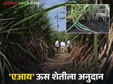 शेतकऱ्यांनो आता करा 'एआय' आधारित उसाची शेती; 'ही' बँक देतेय अनुदान - Marathi News | Farmers, now do 'AI' based sugarcane farming; 'This' bank is providing subsidy | Latest News at Lokmat.com