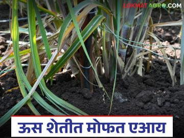 पुण्यातील 'या' संस्थेत पहिल्या ५ हजार शेतकऱ्यांना मिळणार ऊस पिकासाठी मोफत एआय सेवा; किती झाली नोंदणी? - Marathi News | Pune's 'this' organization will get free AI services for sugarcane crops to first 5,000 farmers; How many have registered? | Latest News at Lokmat.com
