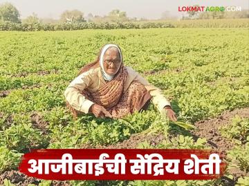 Inspiring Farming Story : 85 वर्षांची आजी आजही कसते शेती; विषमुक्त शेतीतून नवा आदर्श, वाचा सविस्तर  - Marathi News | Latest News Inspiring Story 85-year-old grandmother from Jalgaon is doing organic farming read in detail | Latest News at Lokmat.com