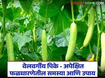 वेल वर्गीय पिके : अपेक्षित फळधारणेतील समस्या अन् त्यावरील उपाय, वाचा सविस्तर - Marathi News | Latest news Vine crops Problems in expected fruit set and solutions, read in detail | Latest News at Lokmat.com वेल वर्गीय पिके : अपेक्षित फळधारणेतील समस्या अन् त्यावरील उपाय, वाचा सविस्तर - Marathi News | Latest news Vine crops Problems in expected fruit set and solutions, read in detail | Latest News at Lokmat.com