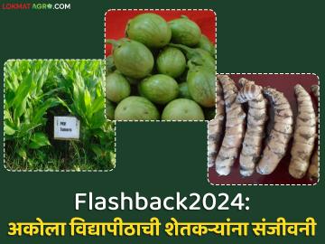 Flashback2024 : सरत्या वर्षात अकोला कृषी विद्यापीठाने दिल्या ७३ शेती तंत्रज्ञानाच्या शिफारशी ! - Marathi News | Flashback2024: Akola Agricultural University gave 73 agricultural technology recommendations in the past year! | Latest News at Lokmat.com