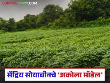 Organic Soybean Cultivation: सेंद्रिय शेतीचे सामर्थ्य; सोयाबीन पिकात १४ क्विंटलचा हेक्टर उत्पादन वाचा सविस्तर - Marathi News | latest news Organic soybean cultivation: The power of organic farming; 14 quintals of soybean crop per hectare production Read in detail | Latest News at Lokmat.com