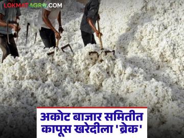 Akot Market Committee : अकोट बाजार समितीत कापूस खरेदीला ब्रेक; काय आहे कारण वाचा सविस्तर - Marathi News | latest news Akot Market Committee: Break in cotton procurement in Akot Market Committee; What is the reason, read in detail | Latest News at Lokmat.com