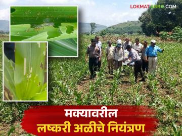 मका पेरलाय, लष्करी अळीच्या नियंत्रणासाठी ही फवारणी कराच, वाचा सविस्तर - Marathi News | latest News lashkri ali niyantran Maize has been sown, spray to control armyworm, read in detail | Latest News at Lokmat.com मका पेरलाय, लष्करी अळीच्या नियंत्रणासाठी ही फवारणी कराच, वाचा सविस्तर - Marathi News | latest News lashkri ali niyantran Maize has been sown, spray to control armyworm, read in detail | Latest News at Lokmat.com