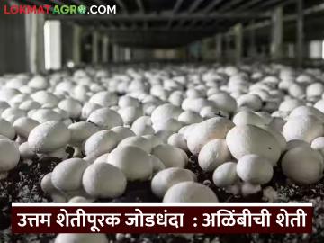 अनेक आजारांवर गुणकारी, अळिंबीला सर्वाधिक मागणी, वाचा अळिंबी शेतीची A टू Z माहिती - Marathi News | Latest News Alimbi sheti spon mushroom farming that produces more yield at low cost and in less space | Latest smart-farming News at Lokmat.com