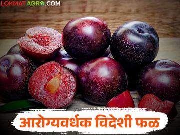 मधुमेहावर नियंत्रण आणि हृदय सुदृढ ठेवण्यासाठी बाजारात आलंय 'हे' विदेशी फळ - Marathi News | This exotic fruit has been launched in the market to control diabetes and keep the heart healthy | Latest News at Lokmat.com